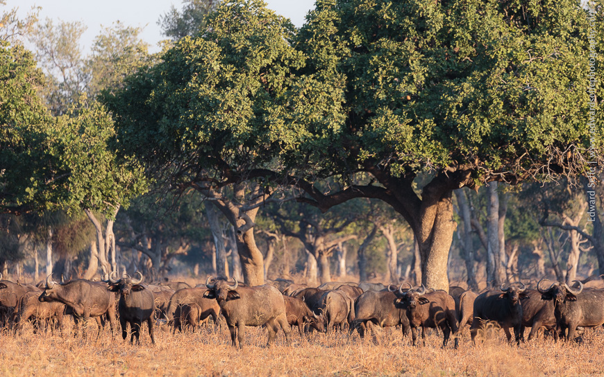 On foot, photographing buffaloes in the South Luangwa National Park.
