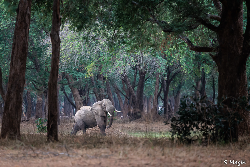 Wildlife image by Sharon Magin from photo safari in Zambia with Edward Selfe.