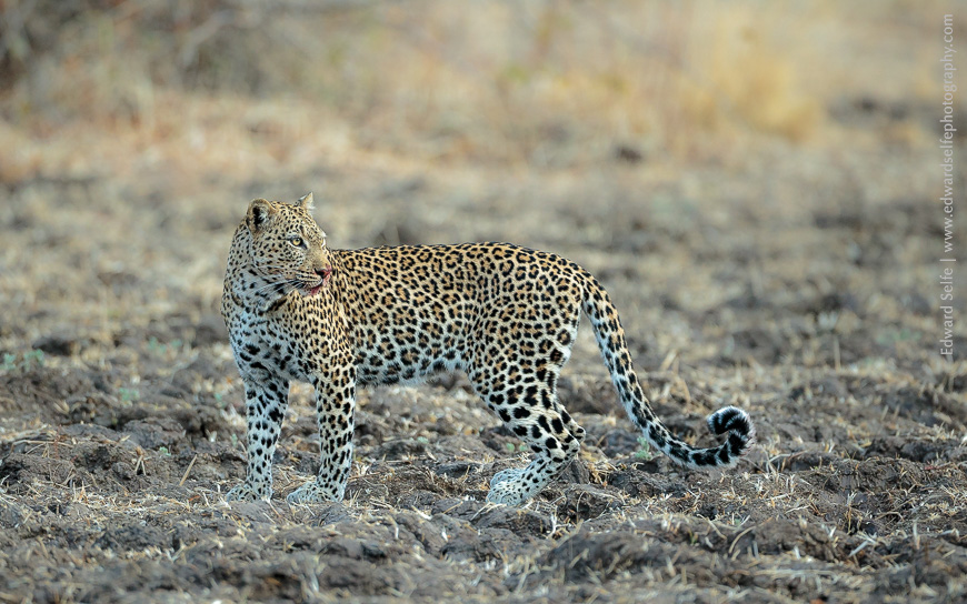 A leopard watches as a lionness feeds on her impala carcass that shed killed earlier.