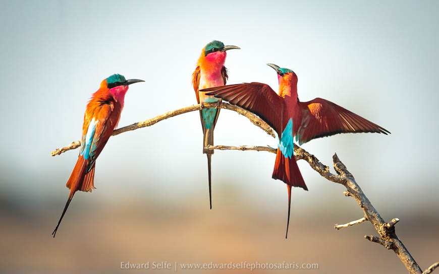 Wildlife image from a photo safari with edward selfe.