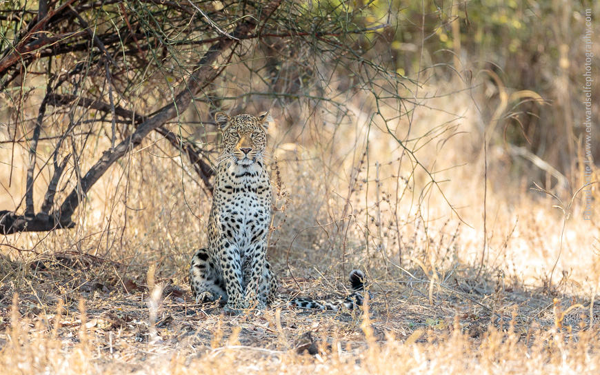 A good sighting of a leopard in in the South Luangwa National Park.