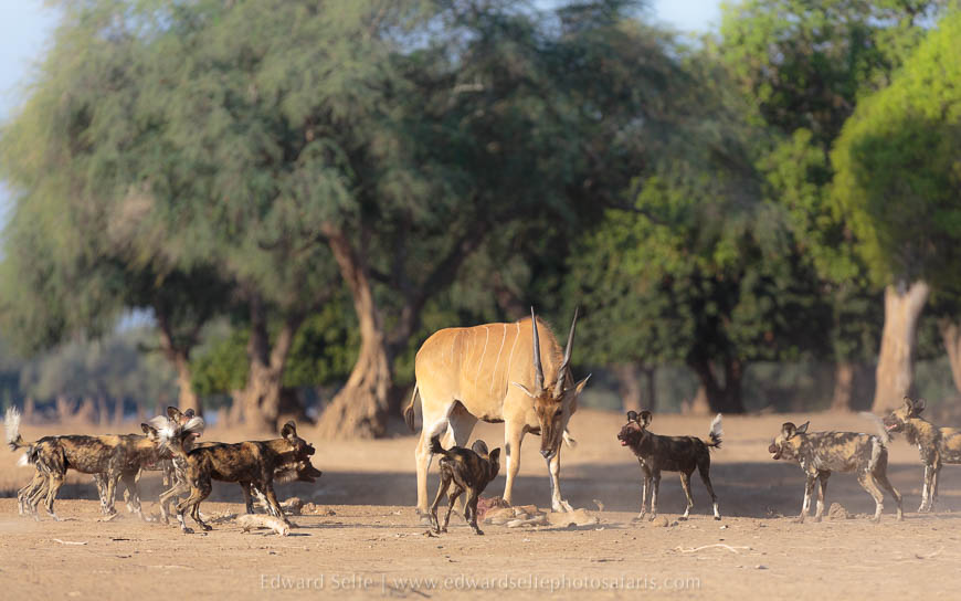 Wildlife image from photo safari with edward selfe safaris.