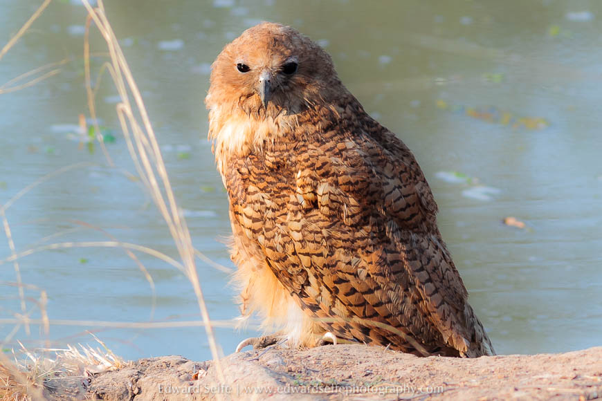 A Pels Fishing Owl on safari in South Luangwa National Park