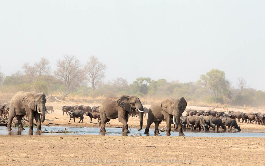 Wildlife image from photo safari with edward selfe in south luangwa national park.