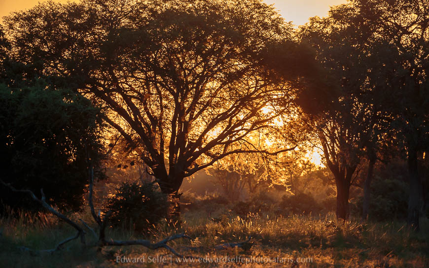 Wildlife image from photo safari with edward selfe.