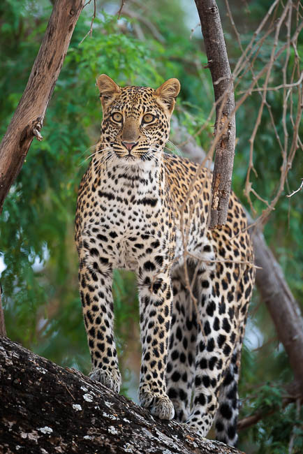 Images of wildlife from photo safari with edward selfe in zambia.