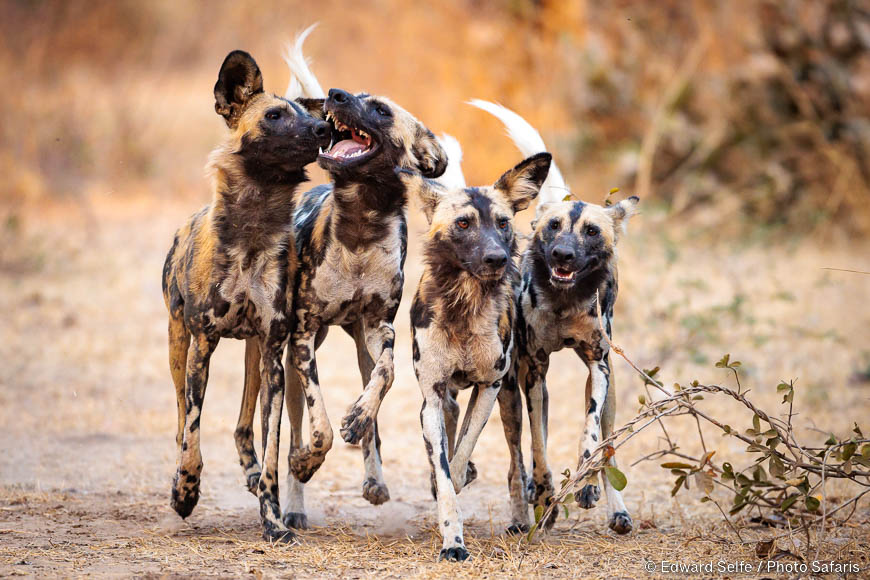 Wildlife image by edward selfe from photo safari in southern africa.