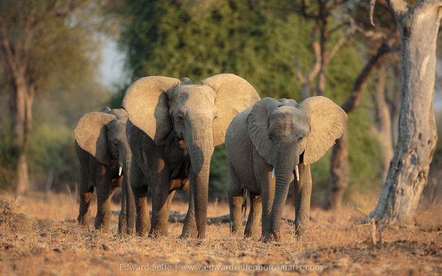 Sidelit elephants on photo safari with Edward Selfe in South Luangwa National Park./><figcaption align=justify