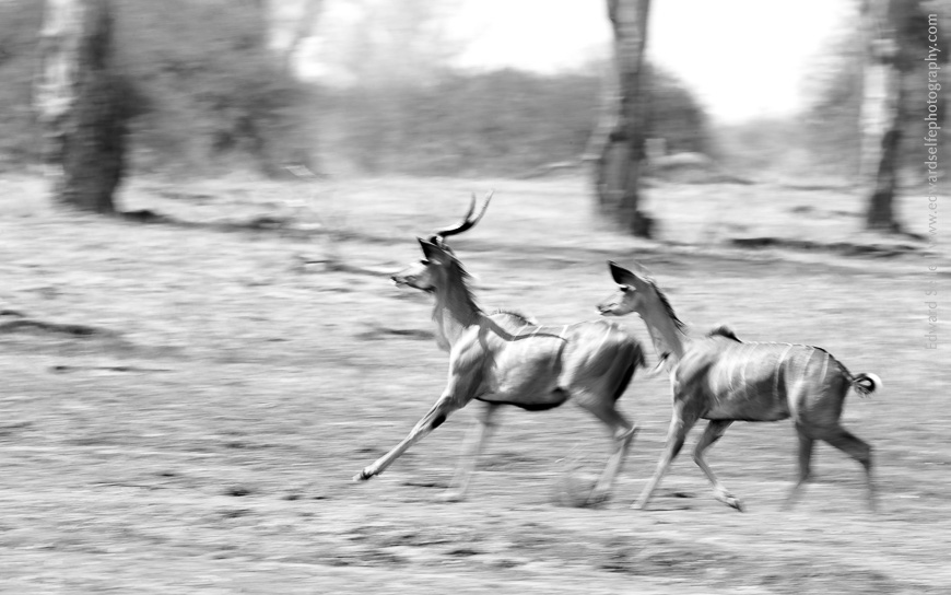 Greater Kudu pause momentarily to check for danger before running into the brush.