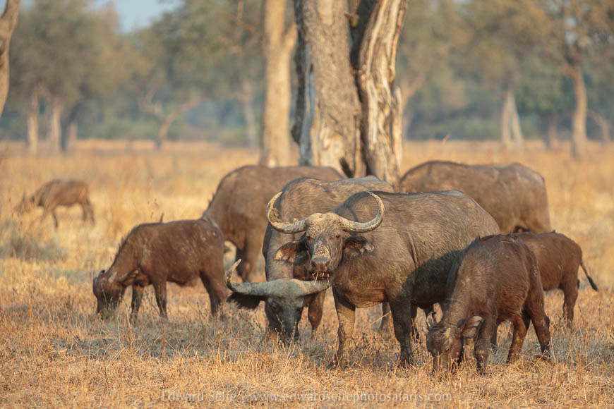 Buffalos among the trees on photo safari with edward selfe in south luangwa national park.