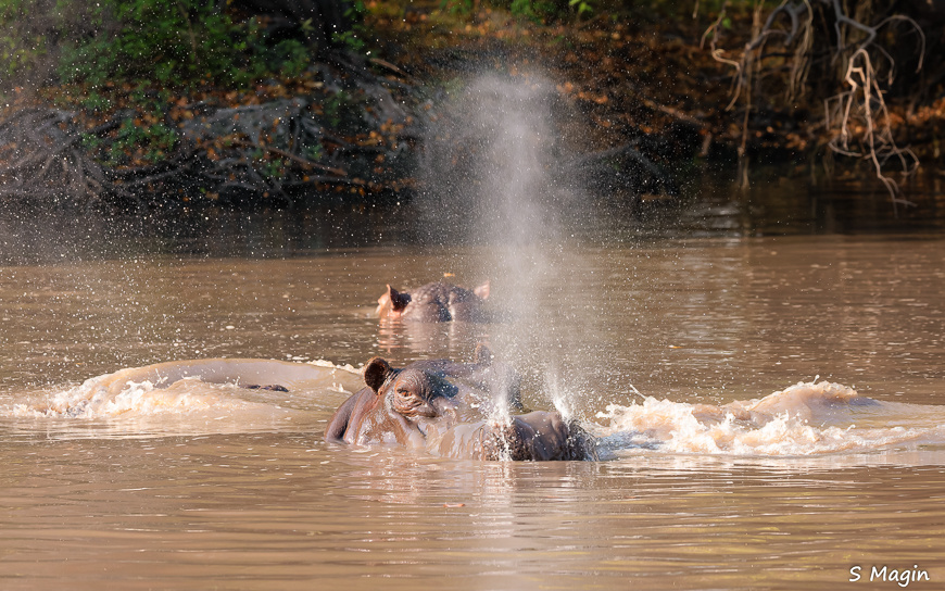 Wildlife image by Sharon Magin from photo safari in Zambia with Edward Selfe.