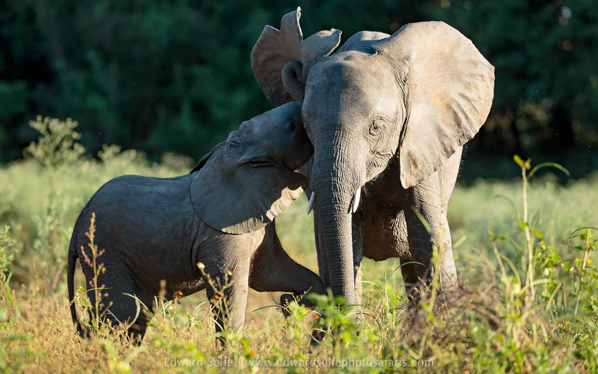 Wildlife image from photo safari with edward selfe.