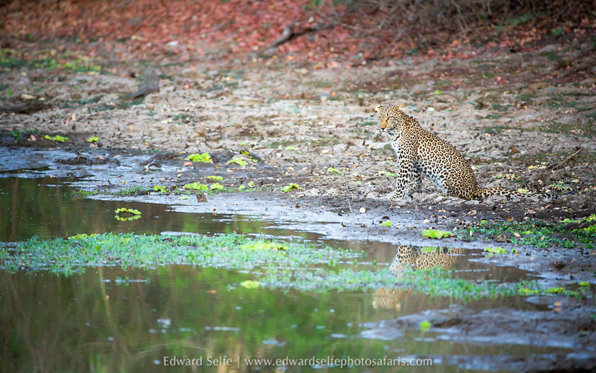 Wildlife image from photo safari with edward selfe.