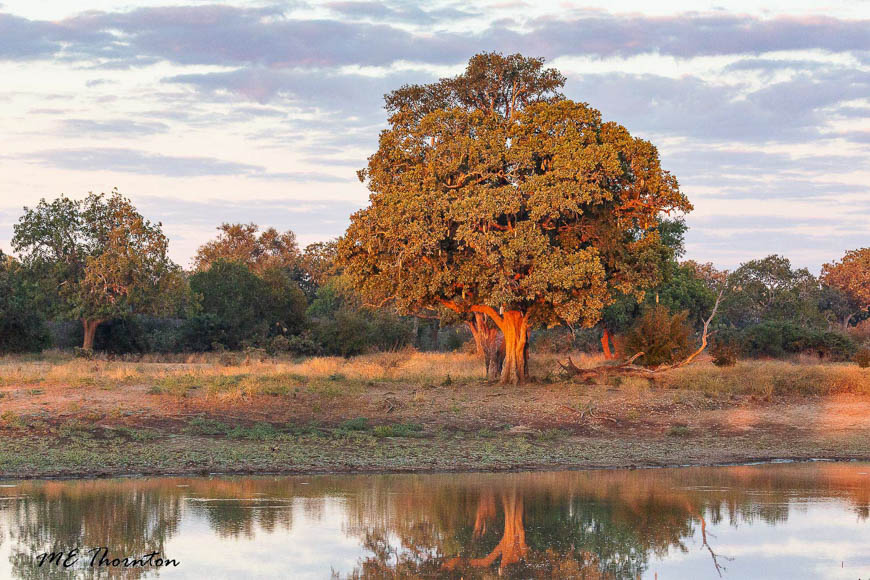 Wildlife image by michael thornton from photo safari in south luangwa with edward selfe.