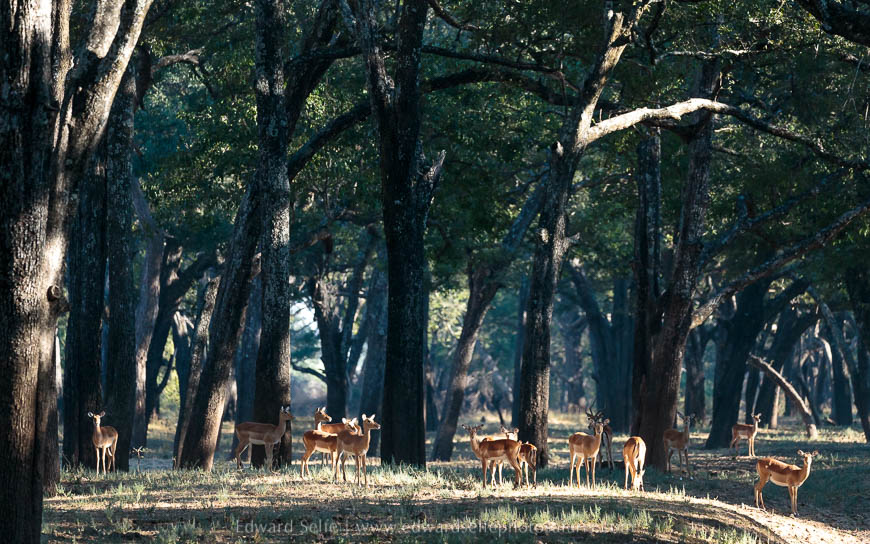 Wildlife image from photo safari with edward selfe in south luangwa national park.