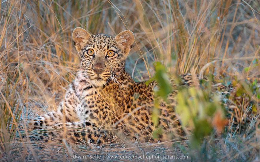 Wildlife image from photo safari with edward selfe in south luangwa national park.