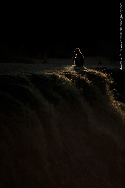 A heavily back-lit baboon profile silhouette on safari in South Luangwa.
