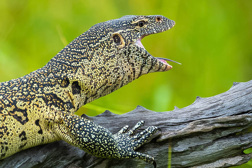 Wildlife image from South Luangwa by Mike White