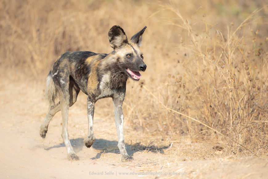 A wild dog runs towards the camera in the South Luangwa National Park.