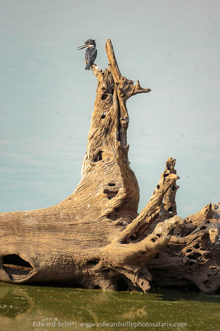 Wildlife image from photo safari with edward selfe.