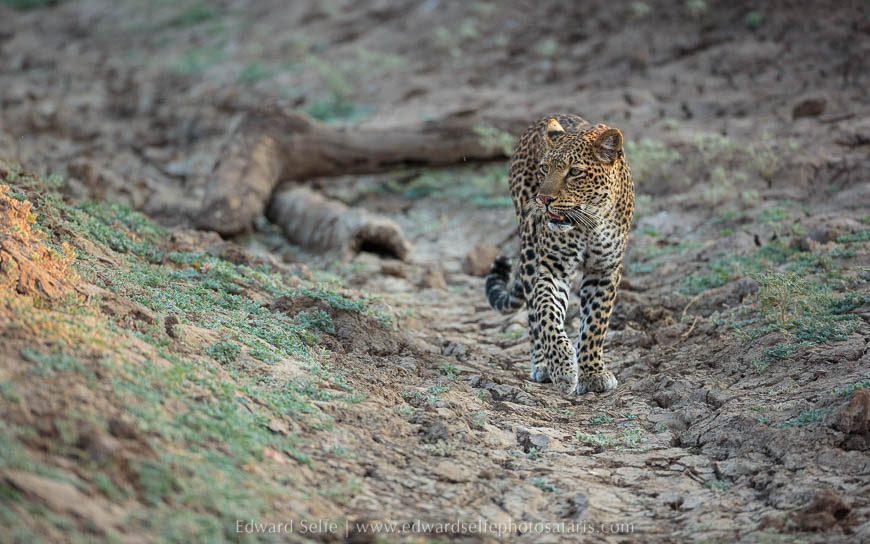Leopard in gully on photo safari with edward selfe south luangwa national park.