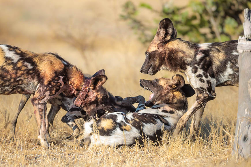 Images of wildlife from photo safari with edward selfe in south luangwa.