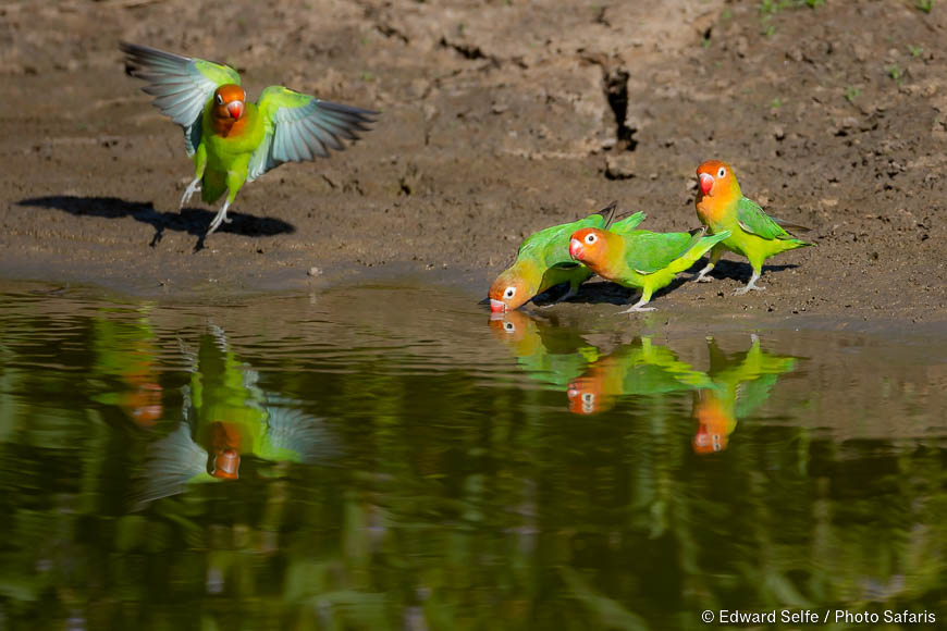 Wildlife image of a bird by edward selfe from photo safari in zambia.