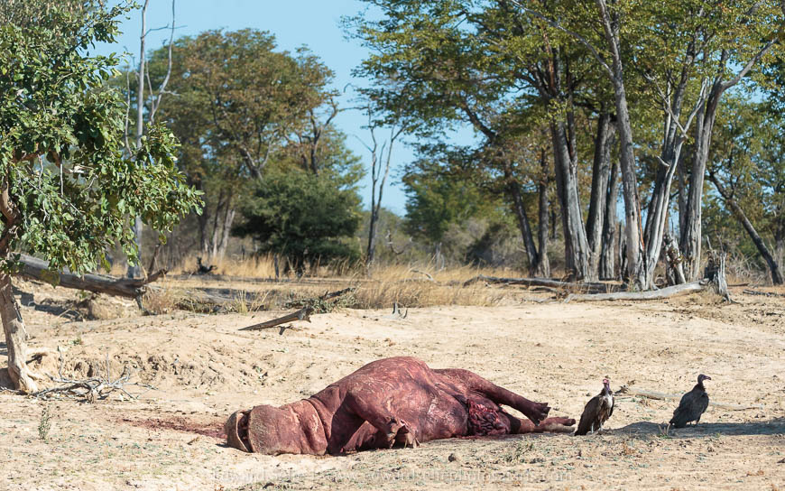 Wildlife image from photo safari with edward selfe in south luangwa national park.