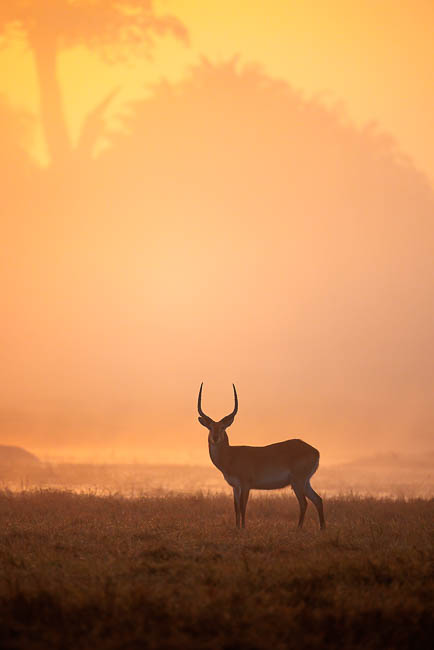 Images of wildlife from photo safari with edward selfe in zambia.
