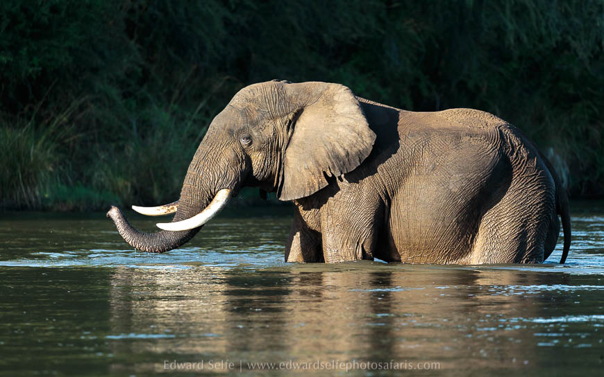 Wildlife image from photo safari with edward selfe safaris.