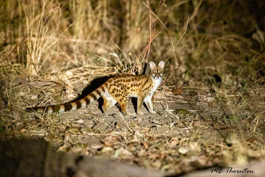 Wildlife image by michael thornton from photo safari in south luangwa with edward selfe.