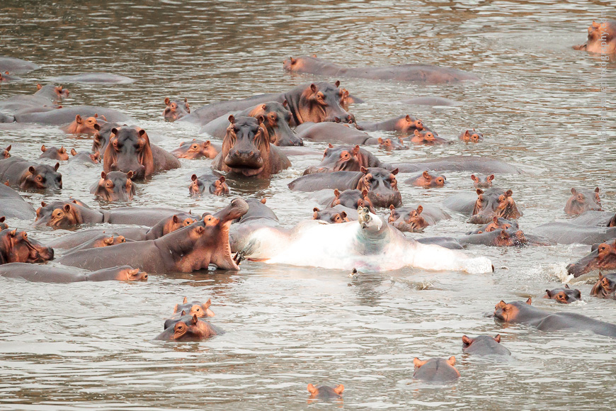 A dead hippo is played with by other members of the herd in a macabre game of hippo beach-ball.
