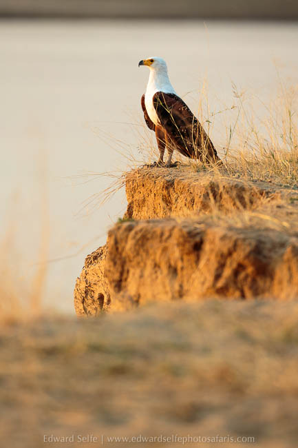 Wildlife image from photo safari with edward selfe in south luangwa national park.