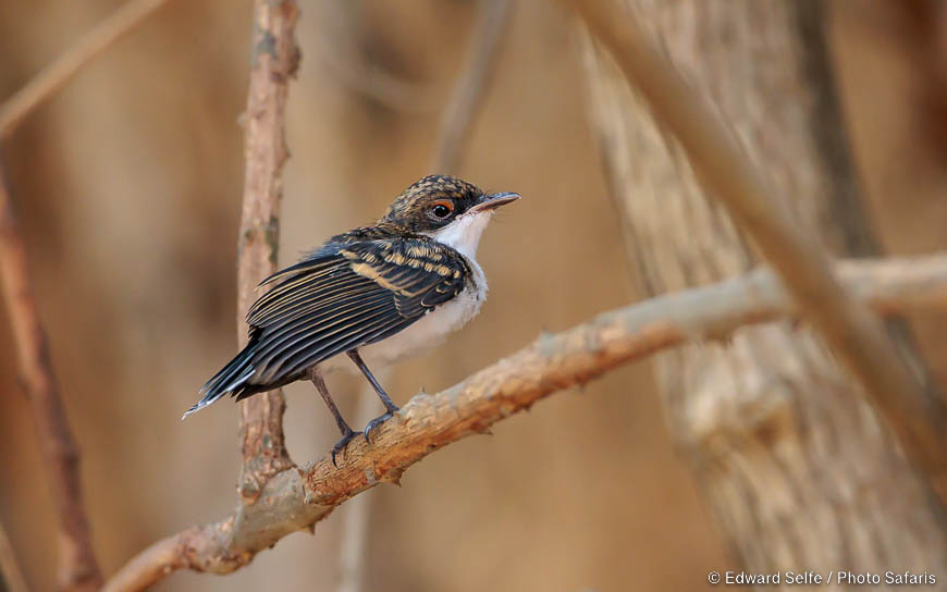 Wildlife image of a bird by edward selfe from photo safari in zambia.
