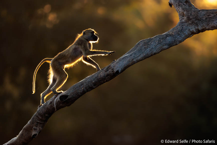 Image from exclusive luangwa photo safari by edward selfe
