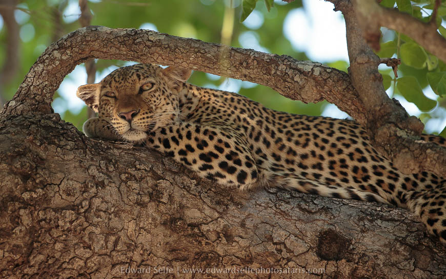 Wildlife image from photo safari with edward selfe in south luangwa national park.