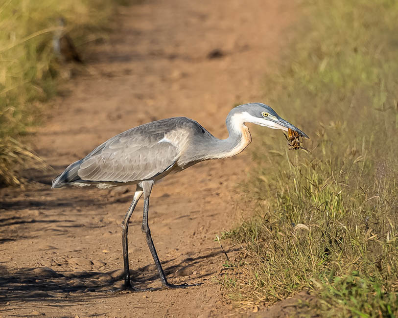 Wildlife image from South Luangwa by Mike White