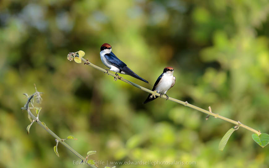 Wildlife image from photo safari with edward selfe.