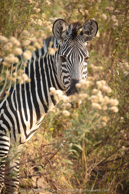 Wildlife image from a photo safari with edward selfe.