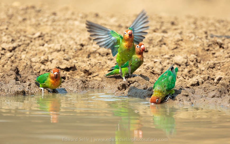 Wildlife image from photo safari with edward selfe in south luangwa national park.