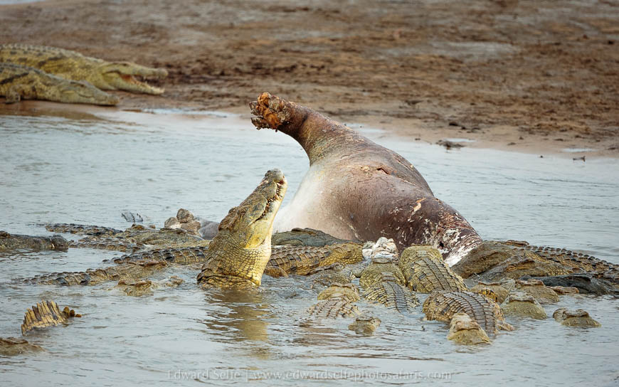 Wildlife image from photo safari with edward selfe in south luangwa national park.