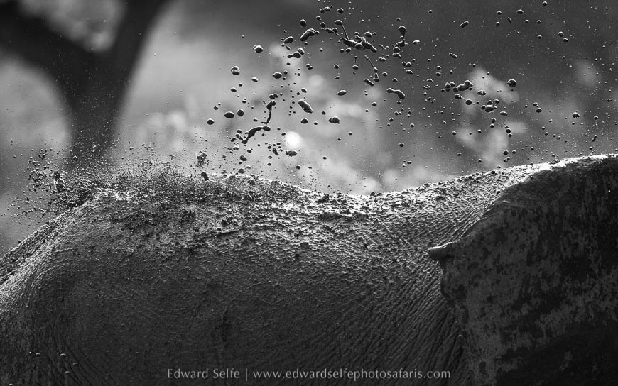 Mud-spray by elephant on photo safari with edward selfe in south luangwa national park.