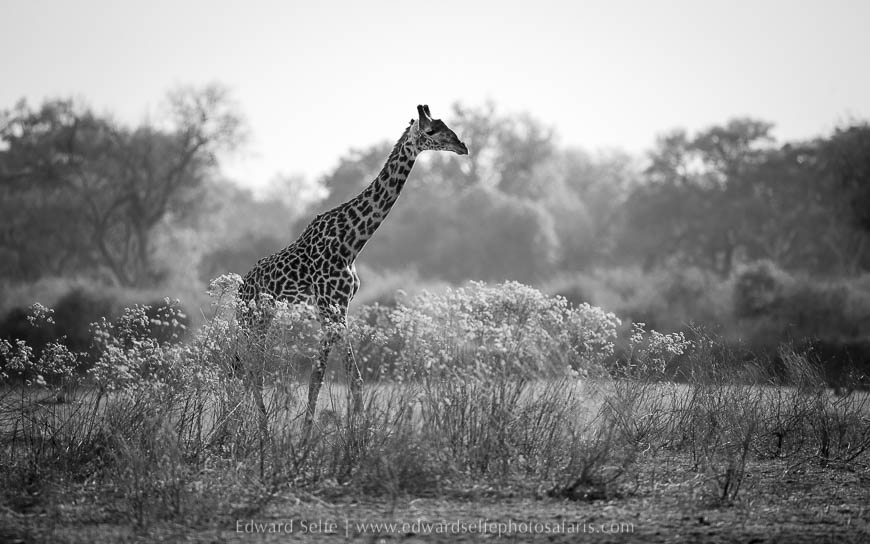 Wildlife image on photo safari with edward selfe in south luangwa national park.