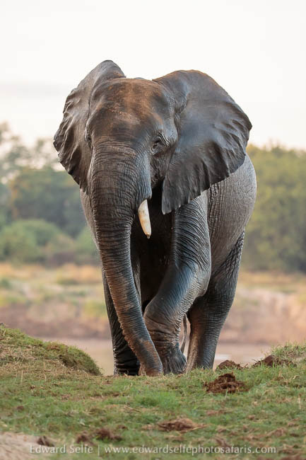 Wildlife image from photo safari with edward selfe.