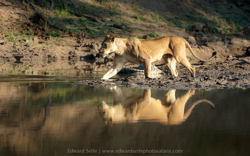 Wildlife image from photo safari with edward selfe in south luangwa national park.