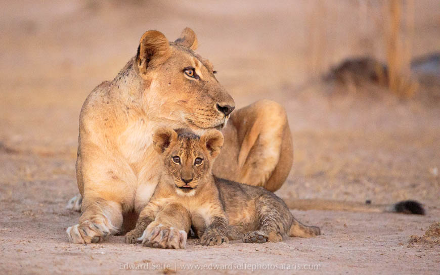 Wildlife image from photo safari with edward selfe in south luangwa national park.