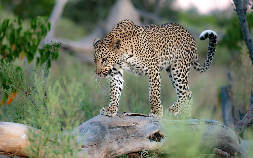 Images of wildlife from photo safari with edward selfe