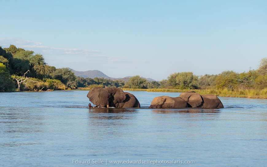 Wildlife image from photo safari with edward selfe in lower zambezi national park.