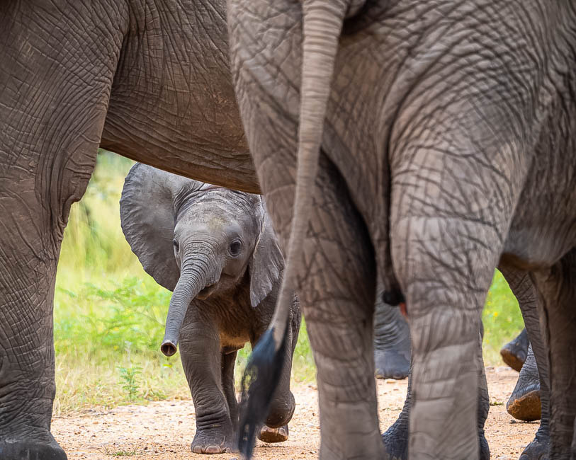 Wildlife image from South Luangwa by Mike White