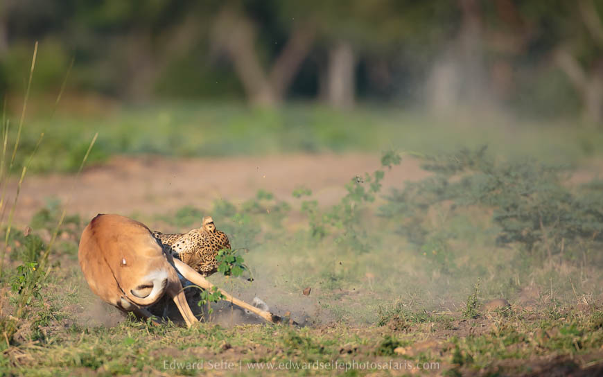 Wildlife image from photo safari with edward selfe.